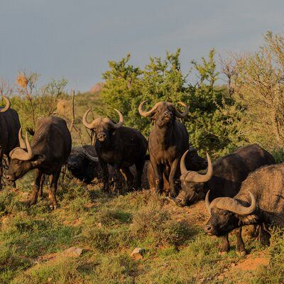 Bachelor herd of young buffalo bulls
