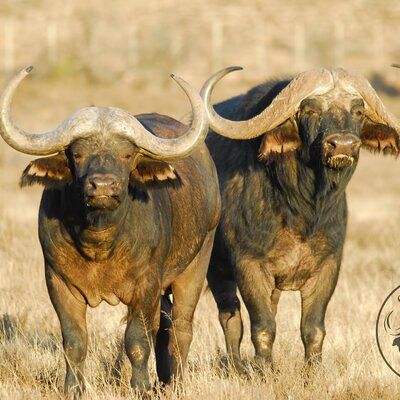PUNTE as a youngster (left) photographed with MASAAI (right).