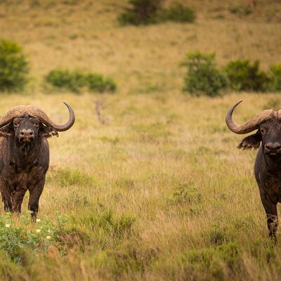 PUNTE (left) along with another up and coming young bull bred at Outpost.