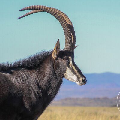Sable 7
