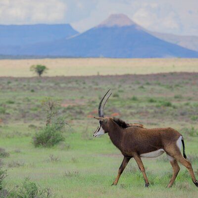 Sable 3