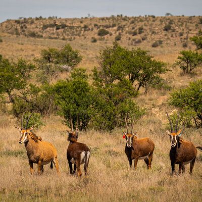 Breeding herd