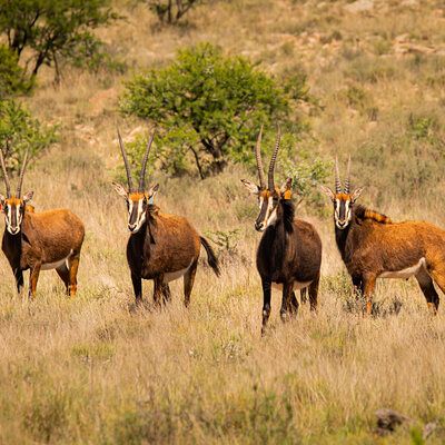 Sable breeding cows 
