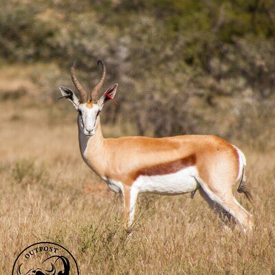 Springbuck 6