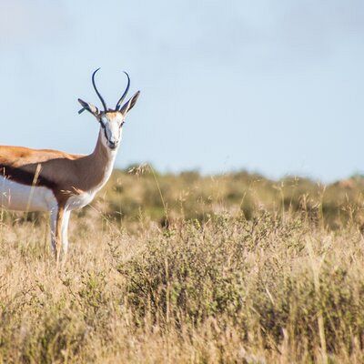 Springbuck 4