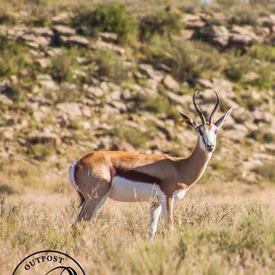 Springbuck