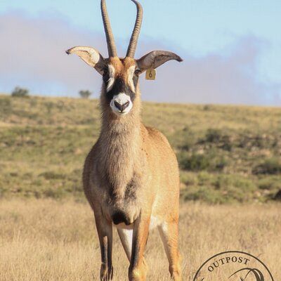 Roan 8
